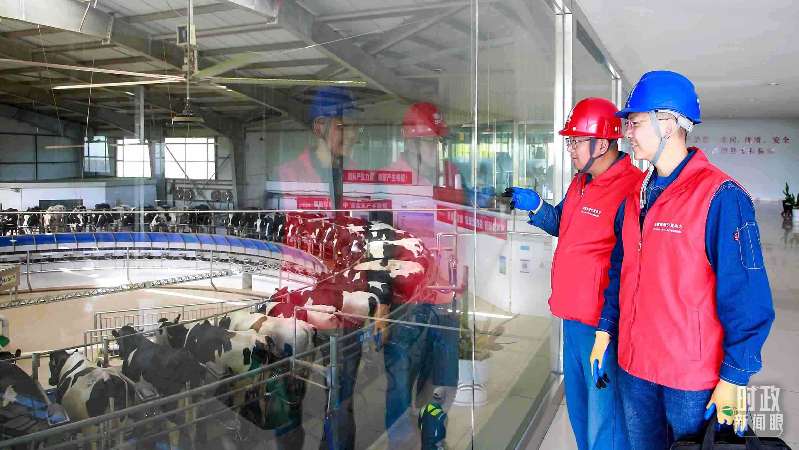  △寧夏銀川，電力員工深入奶牛養(yǎng)殖企業(yè)，助力數(shù)智化養(yǎng)殖。（圖/視覺中國）