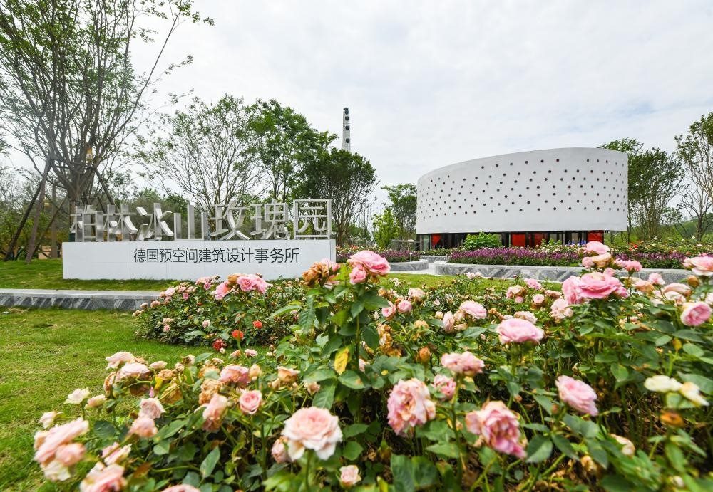 這是2024年4月22日拍攝的成都世園會(huì)主會(huì)場(chǎng)德國(guó)柏林冰山玫瑰園。新華社記者 王曦 攝