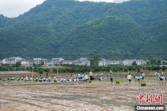 圖為5月21日，綏陽縣旺草中學學生在旺草萬畝大壩體驗插秧。唐哲 攝
