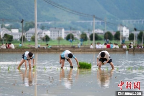 圖為5月21日，綏陽縣旺草中學學生在旺草萬畝大壩體驗插秧。唐哲 攝