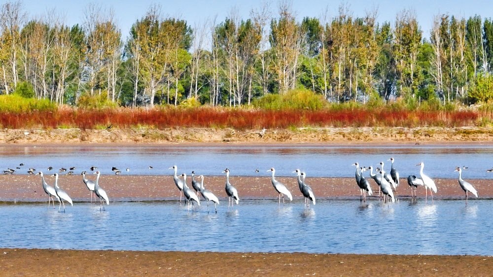 在山東黃河三角洲國家級自然保護區(qū)拍攝的白枕鶴（2022年10月18日攝）。新華社發(fā)（楊斌 攝）