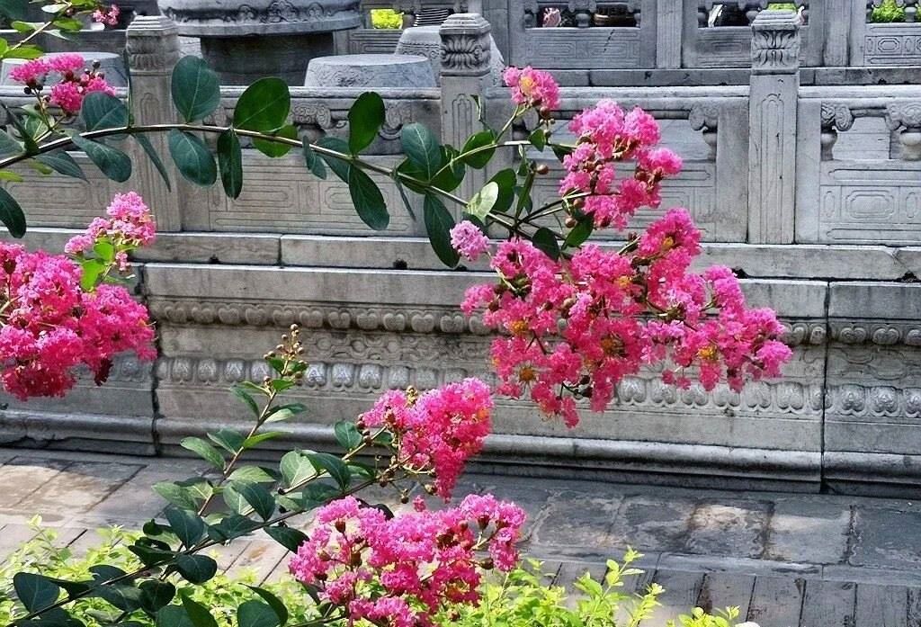 夏天的故宮一角。故宮博物院供圖