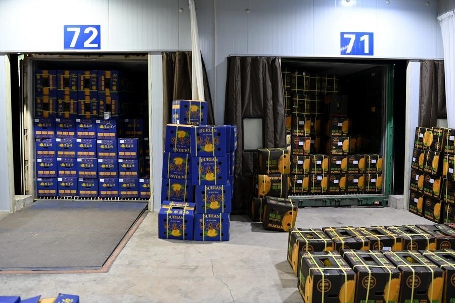 2023年9月12日在廣西憑祥友誼關口岸拍攝的等待通關的進口榴蓮。新華社記者 曹祎銘 攝