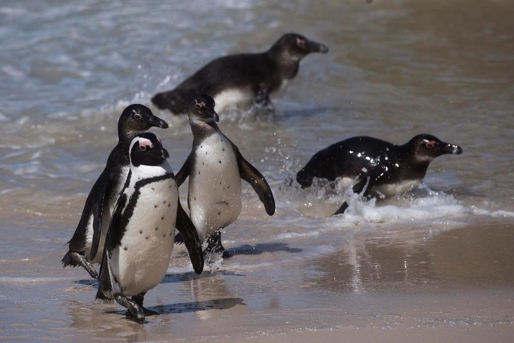 這是2021年9月29日在南非西蒙斯敦的博爾德斯海灘拍攝的捕食歸來(lái)的非洲企鵝。新華社記者 陳誠(chéng) 攝