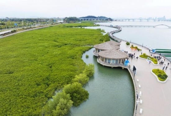 2024年1月23日拍攝的廈門市翔安區(qū)下潭尾紅樹林公園（無(wú)人機(jī)照片）。新華社記者 林善傳 攝