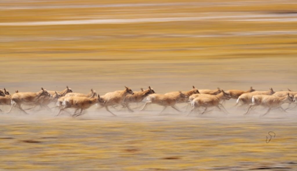 2024年6月13日，在羌塘國(guó)家級(jí)自然保護(hù)區(qū)，遷徙中的藏羚羊奔跑起來(lái)。新華社記者費(fèi)茂華攝
