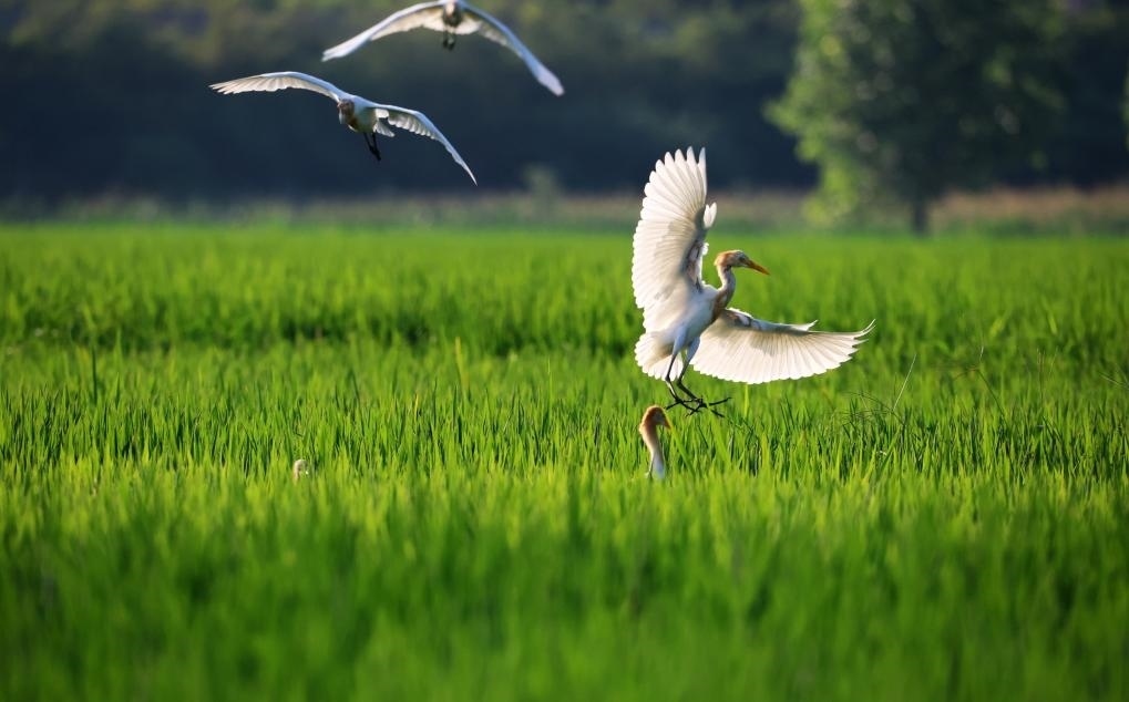 2023年8月7日，鷺鳥在山東省臨沂市郯城縣郯城街道水稻田間飛舞。新華社發(fā)（張春雷 攝）