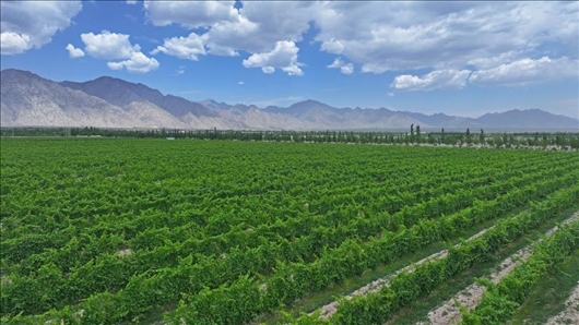 閩寧從荒蕪貧瘠的荒灘戈壁變成了如今的片片綠洲。