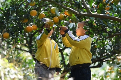 貴州黃平縣小朋友在校外勞動實踐基地采摘柑橘。