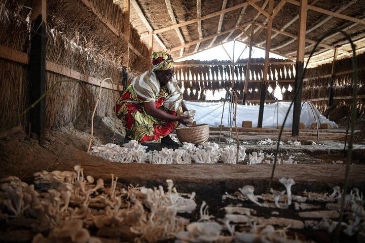 2024年2月6日，在中非共和國(guó)達(dá)馬拉，法蒂瑪在菇棚內(nèi)收獲菌草菇。2022年，法蒂瑪在聽(tīng)說(shuō)中國(guó)菌草專(zhuān)家在班吉傳授技術(shù)后主動(dòng)前往學(xué)習(xí)，從一間小菌棚起步，逐漸擴(kuò)大為如今小有名氣的合作社。新華社記者 韓旭 攝