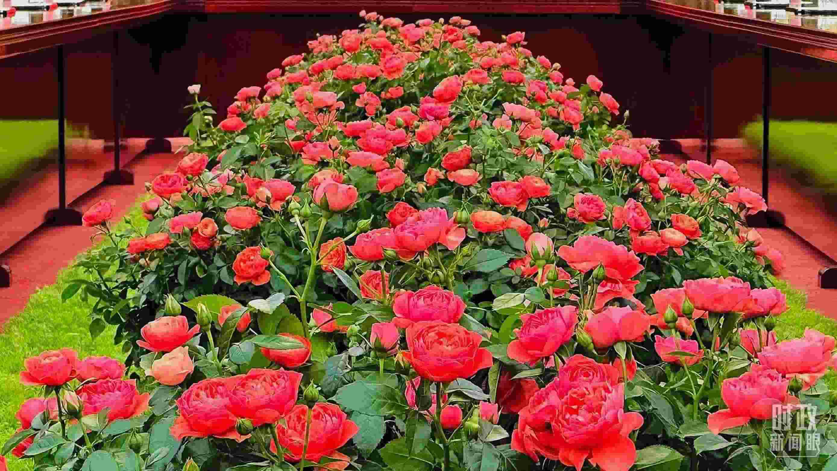 東大廳會(huì)談桌中間擺放的紅果汁月季，象征著蓬勃與堅(jiān)韌。（總臺(tái)央視記者范一鳴拍攝）