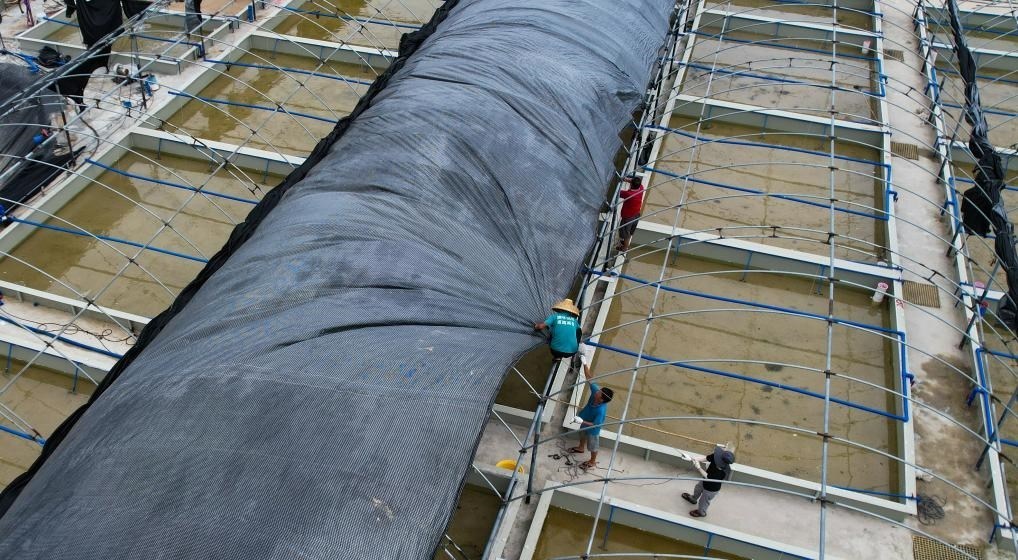 在文昌市翁田鎮(zhèn)的海興農(nóng)翁田蝦苗場(chǎng)，工人重新鋪設(shè)頂棚。無(wú)人機(jī)照片，新華社記者楊冠宇 攝