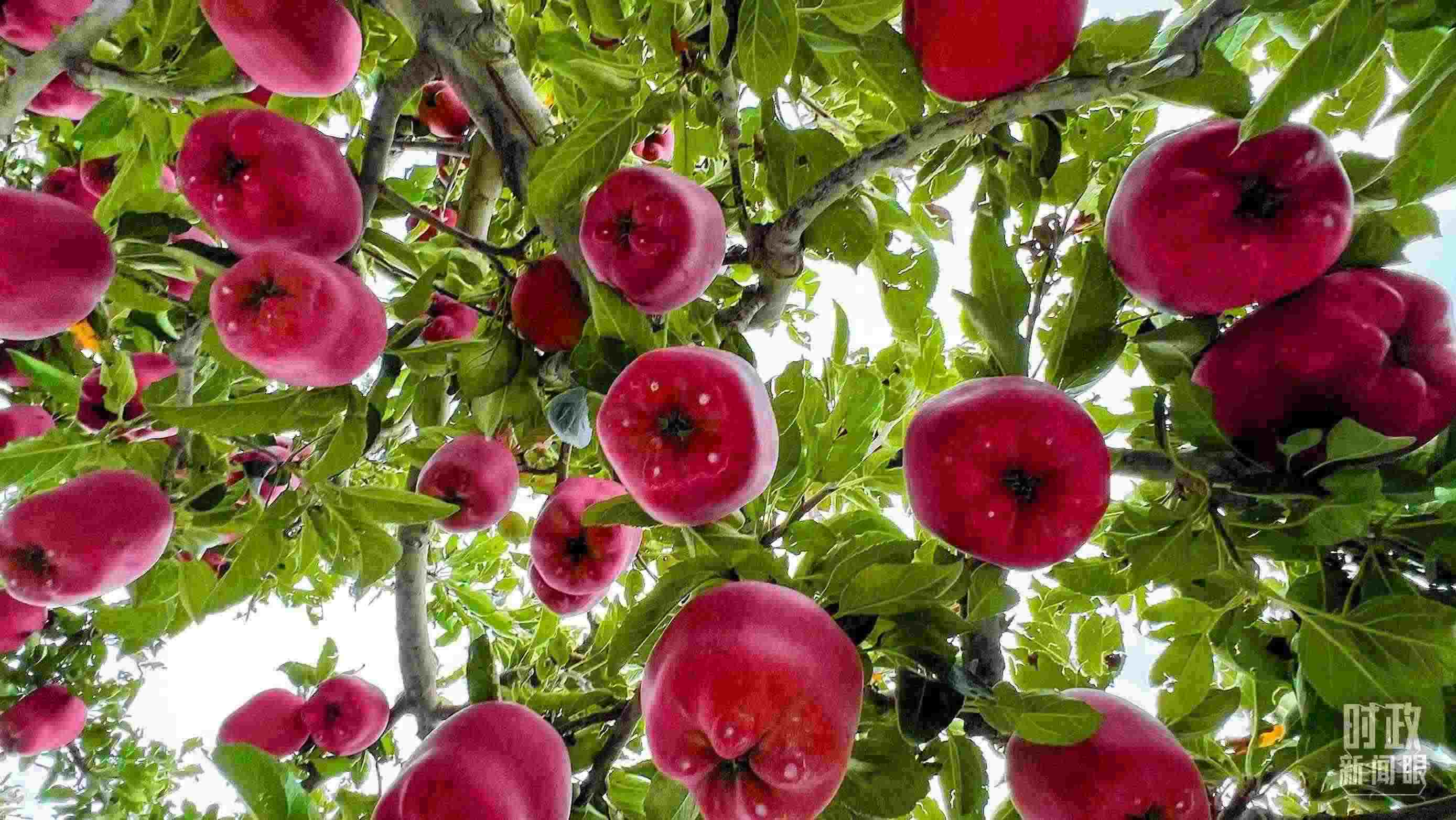 △ 麥積區(qū)南山花牛蘋果基地。（總臺央視記者程鋮拍攝）