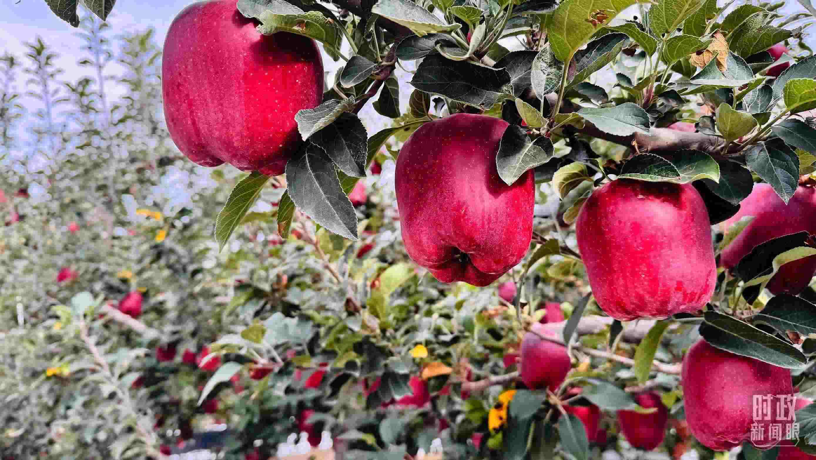 △ 麥積區(qū)南山花牛蘋果基地。（總臺央視記者黎兵拍攝）