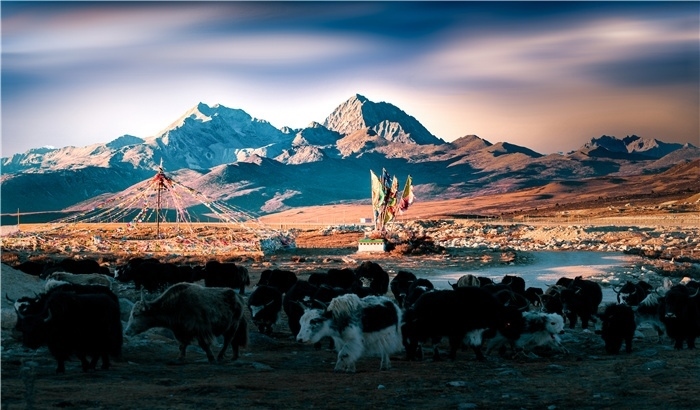 雅拉雪山上的牦牛群。蕭旺擺攝