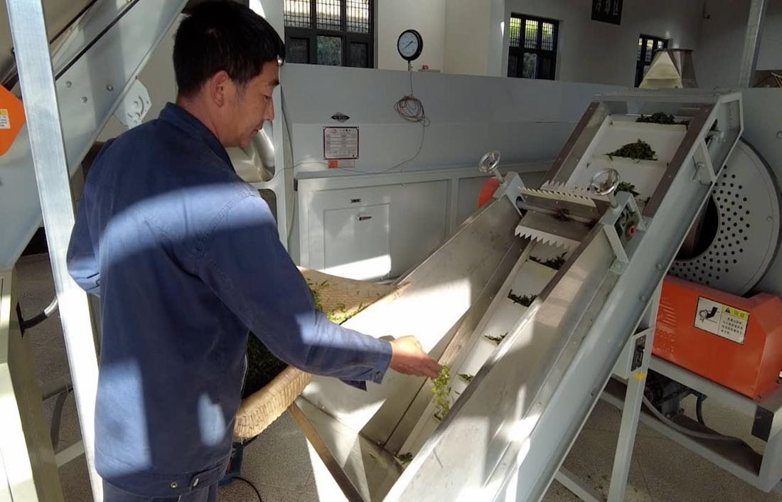  茶廠工人正在查看茶青質(zhì)量。 受訪者供圖