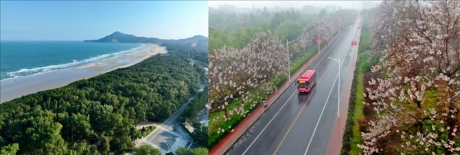 拼版照片：左圖為位于東山縣金鑾灣沿岸的木麻黃防護林帶（無人機照片，新華社記者 姜克紅 攝）；右圖為2021年4月20日在蘭考縣焦裕祿干部學院附近拍攝的泡桐花（無人機照片，新華社記者 郝源 攝）。
