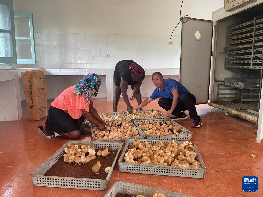 中國援圣普農(nóng)牧業(yè)技術(shù)項(xiàng)目組專家在圣多美和普林西比家禽繁育中心指導(dǎo)雛雞人工孵化技術(shù)（2024年10月8日攝）。新華社發(fā)（中國援圣普農(nóng)技組供圖）