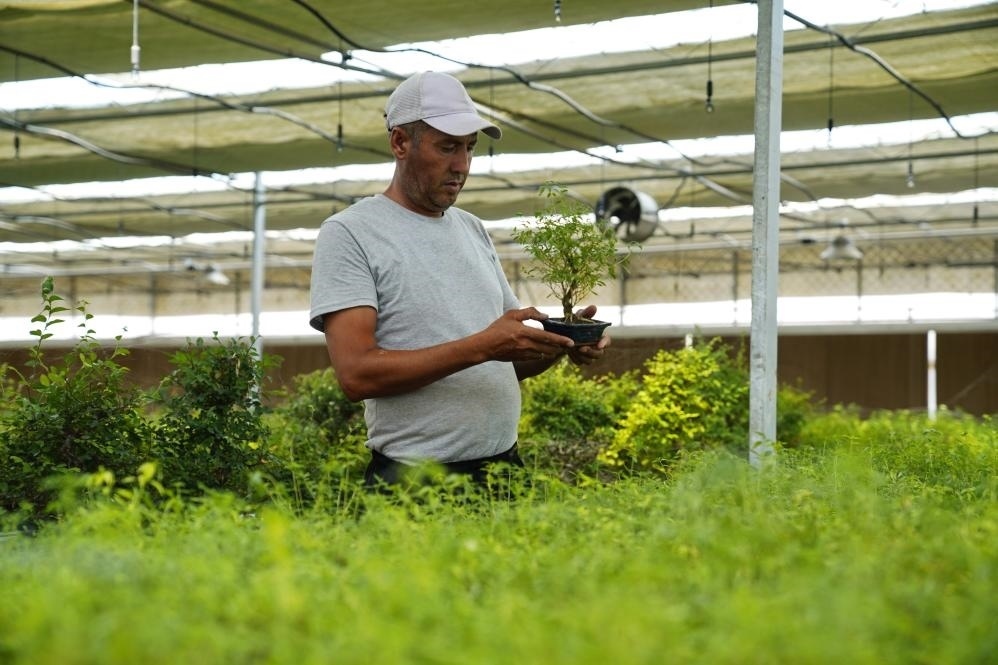 7月28日，在烏茲別克斯坦錫爾河州的上合組織農(nóng)業(yè)基地中烏現(xiàn)代農(nóng)業(yè)科技示范園，工作人員檢查盆栽植物。新華社發(fā)（扎法爾攝）