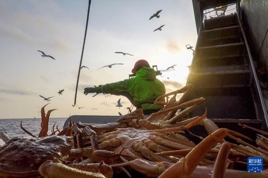 這是俄羅斯蟹業(yè)集團(tuán)工作人員進(jìn)行遠(yuǎn)洋捕撈的資料照片。新華社發(fā)（俄羅斯蟹業(yè)集團(tuán)供圖）