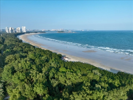 郁郁蔥蔥的東山縣沿海防護(hù)林（無人機(jī)拍攝）。新華社記者 姜克紅 攝