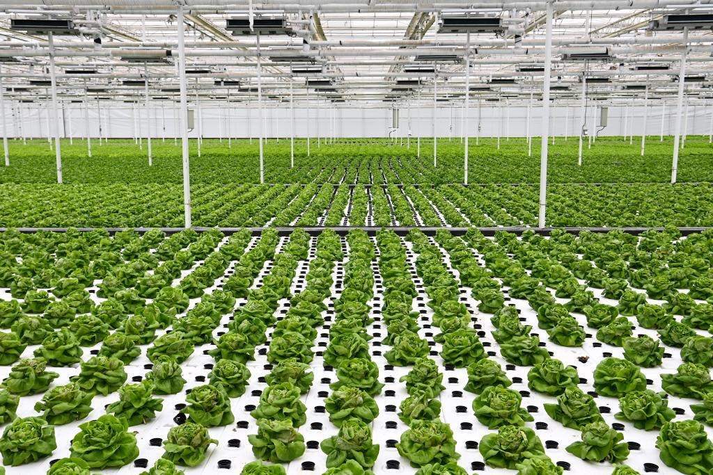 10月26日，楊凌智慧農(nóng)業(yè)示范園智慧溫室內(nèi)通過無土栽培技術(shù)種植的蔬菜。新華社記者 鄒競一 攝