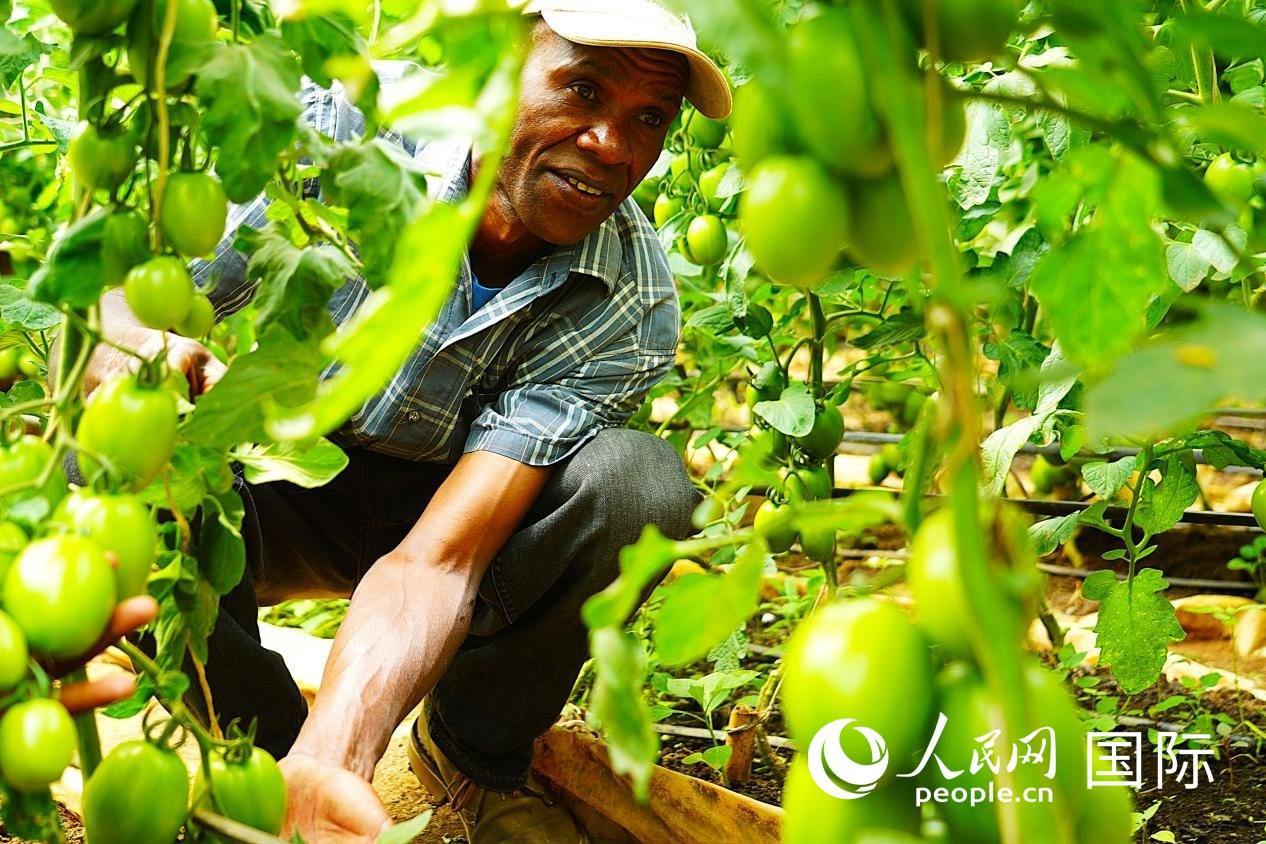 肯尼亞納庫魯郡，當(dāng)?shù)剞r(nóng)民喬納·卡蘭賈家的溫室大棚里，番茄長(zhǎng)勢(shì)喜人。人民網(wǎng)記者 黃煒鑫攝