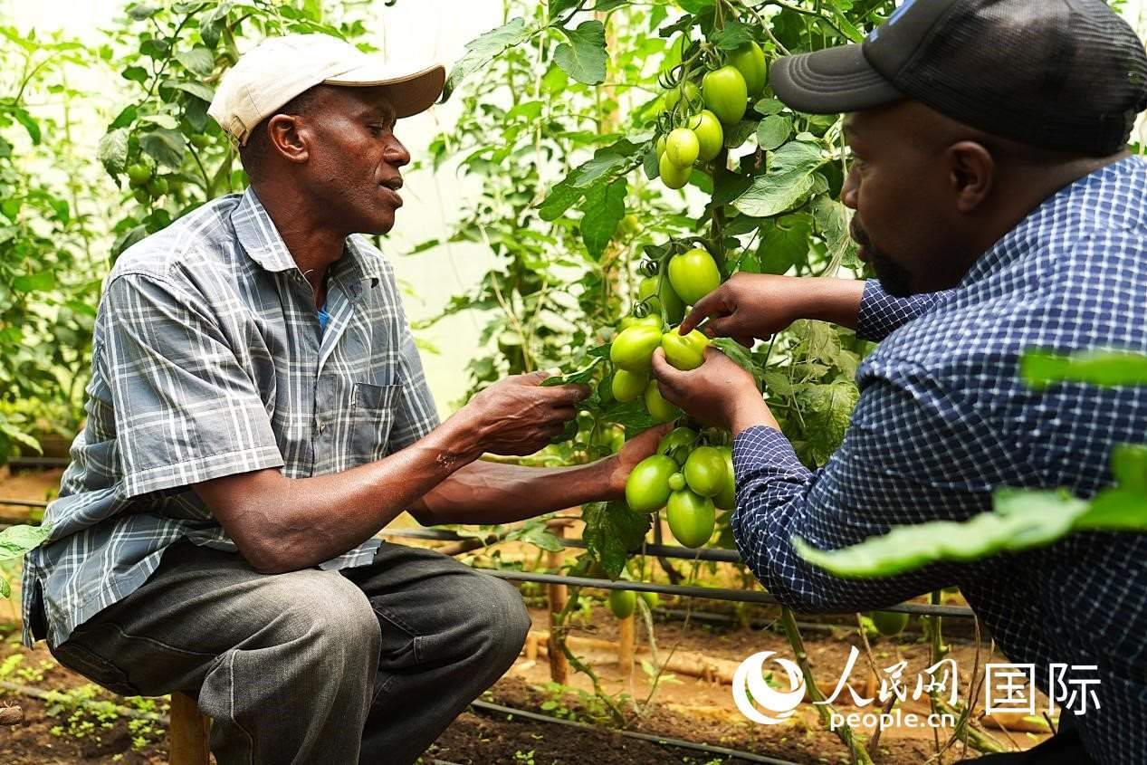 肯尼亞納庫魯郡，埃格頓大學(xué)園藝學(xué)專家史蒂芬·吉藤古在溫室大棚里指導(dǎo)當(dāng)?shù)剞r(nóng)民喬納·卡蘭賈種植番茄。人民網(wǎng)記者 黃煒鑫攝