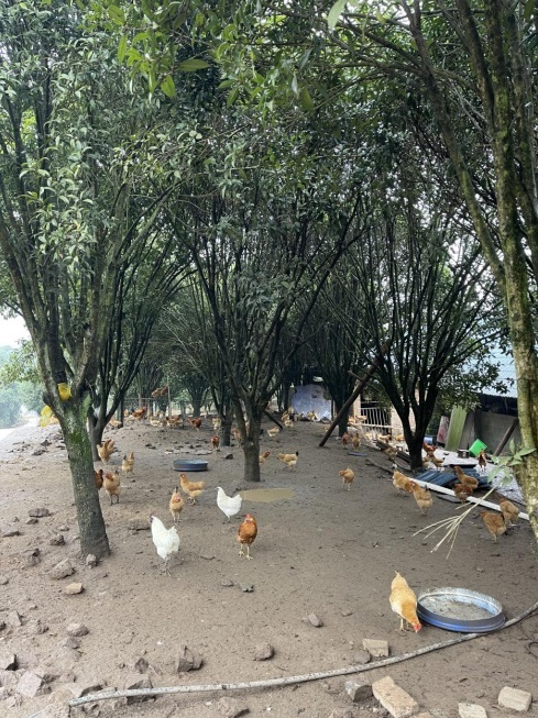 桂花林里的桂飛雞。劉軍國攝