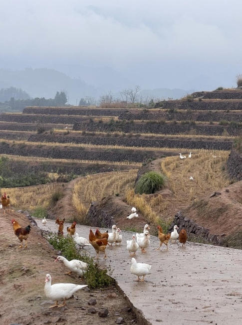 樨鄉(xiāng)記生態(tài)農(nóng)莊一隅。劉軍國攝