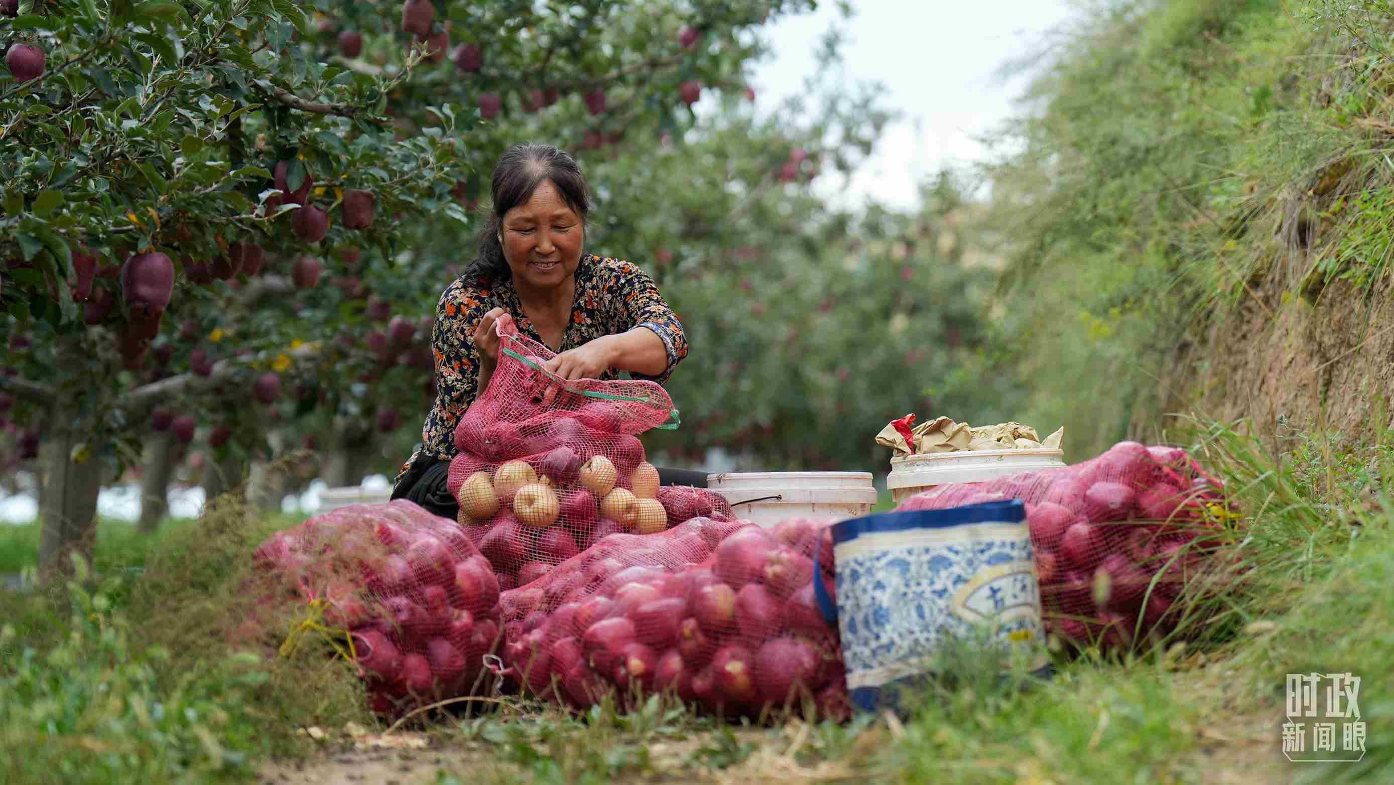 △甘肅天水的花牛蘋果已經(jīng)成為當(dāng)?shù)厝罕姷摹吧鷳B(tài)果”“致富果”。（總臺(tái)記者李晉拍攝）