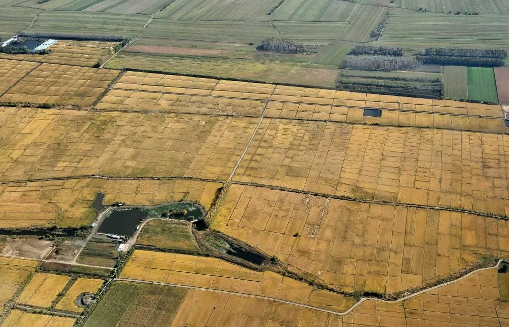 俯瞰黑龍江省哈爾濱市一處稻田（10月2日攝，無(wú)人機(jī)照片）。新華社記者 孫曉宇 攝