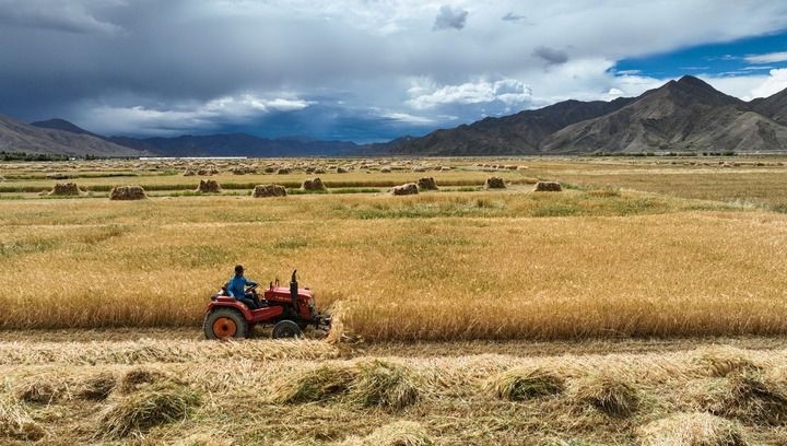 2024年9月10日在西藏日喀則市白朗縣巴扎鄉(xiāng)拍攝的秋收?qǐng)鼍埃o(wú)人機(jī)照片）。新華社記者 晉美多吉 攝