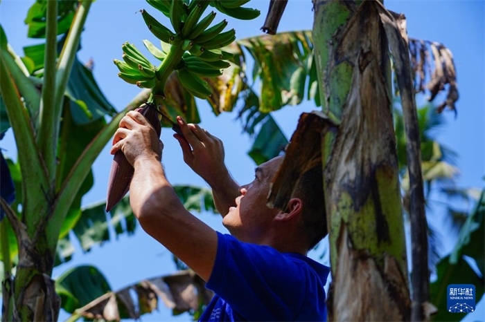 12月23日，中國熱帶農(nóng)業(yè)科學(xué)院專家趙增賢在斯里蘭卡馬坎杜拉為當(dāng)?shù)剞r(nóng)戶做技術(shù)示范。新華社記者 陳冬書 攝