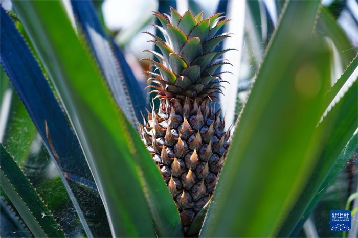 這是12月23日在斯里蘭卡馬坎杜拉拍攝的中國技術(shù)試驗(yàn)田里的菠蘿。新華社記者 陳冬書 攝