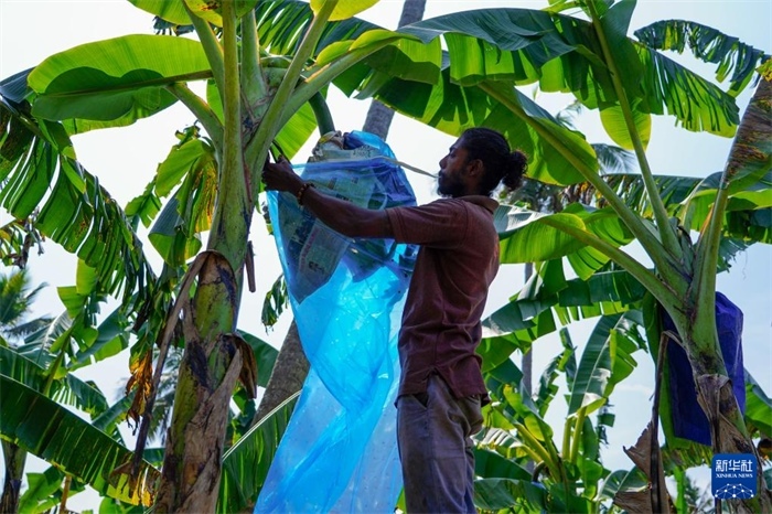 12月23日，在斯里蘭卡馬坎杜拉，農(nóng)民在香蕉試驗(yàn)田里學(xué)習(xí)套袋技術(shù)。新華社記者 陳冬書 攝