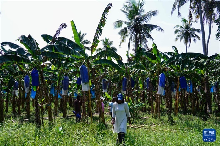 12月23日，在斯里蘭卡馬坎杜拉，農(nóng)民走過中國技術(shù)試驗(yàn)田香蕉田。新華社記者 陳冬書 攝