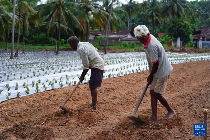 12月23日，斯里蘭卡馬坎杜拉的農(nóng)民在菠蘿田地里勞作。新華社記者 陳冬書 攝