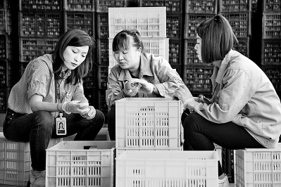 為拓展柿子產(chǎn)業(yè)發(fā)展新途徑，在陜西富平淡村鎮(zhèn)，歸國(guó)留學(xué)生王薇參與創(chuàng)建了一座柿酒酒莊。新華社發(fā)