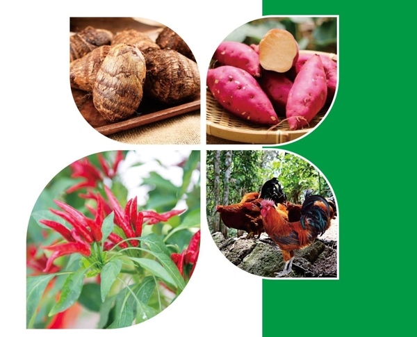 天等縣名特優(yōu)農(nóng)產(chǎn)品。主辦方供圖