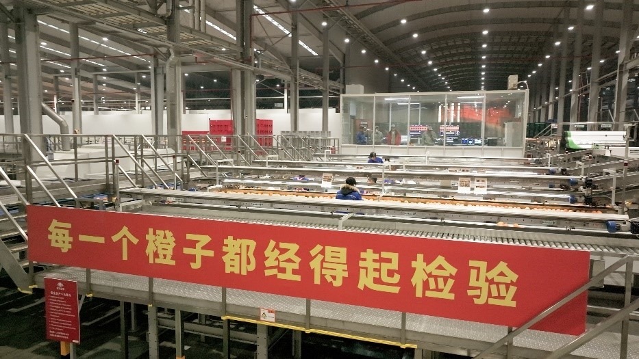 工人在智能生產(chǎn)線上對(duì)臍橙精深加工。人民網(wǎng)記者 張力洋攝