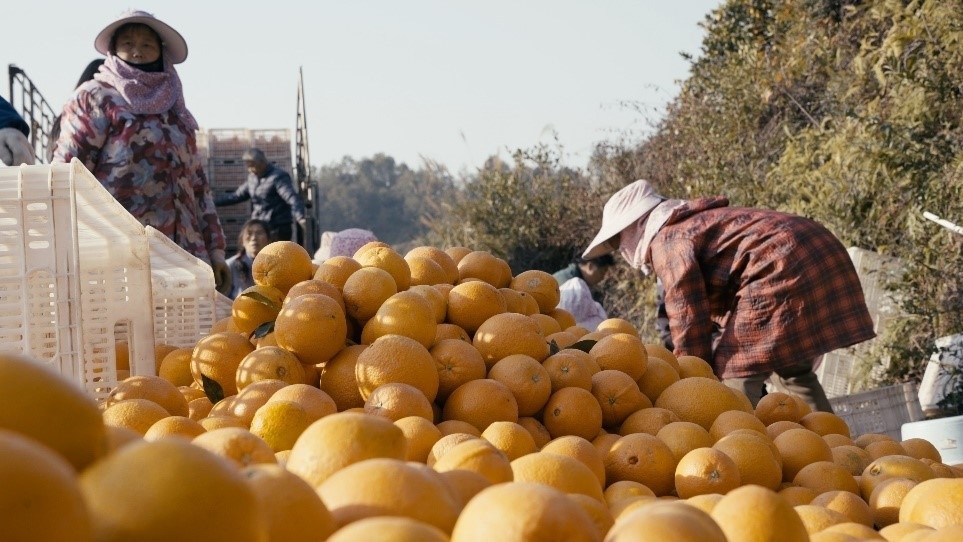 贛南臍橙喜獲豐收。人民網(wǎng)記者 張力洋攝