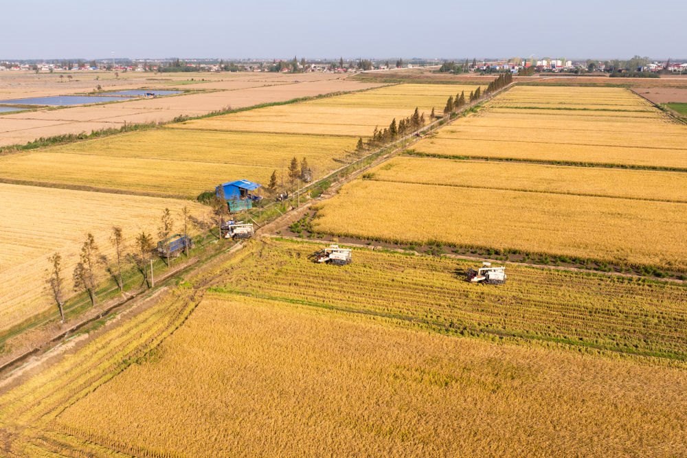 2024年11月1日，在湖南華容縣團(tuán)洲垸，村民駕駛收割機(jī)收獲水稻（無人機(jī)照片）。新華社記者陳思汗 攝