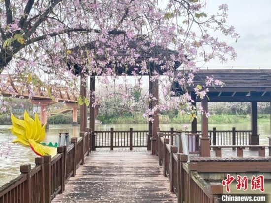 3月7日，廣州海珠國家濕地公園宮粉紫荊花海吸引游人。中新社記者 許青青 攝