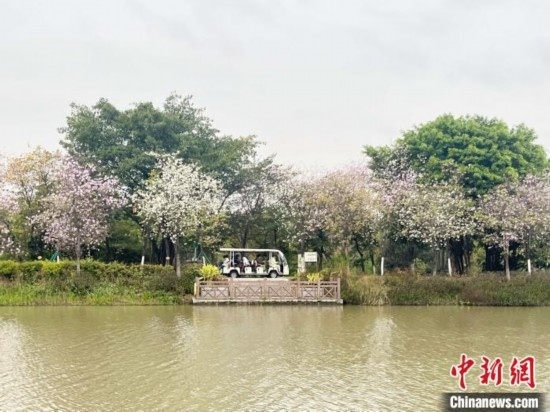 3月7日，廣州海珠國家濕地公園宮粉紫荊花海吸引游人。中新社記者 許青青 攝