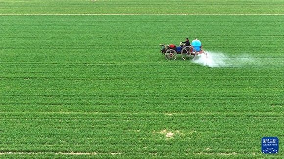 3月14日，在菏澤市鄆城縣郭屯鎮(zhèn)，農(nóng)民在麥田里噴灑除草劑（無人機照片）。
