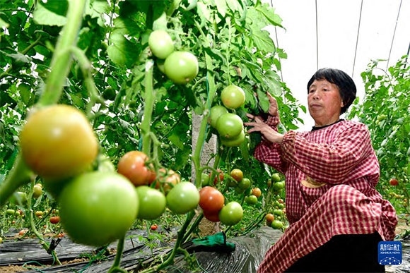 3月13日，在菏澤市鄆城縣張營街道，農(nóng)民在設(shè)施大棚里打理西紅柿。