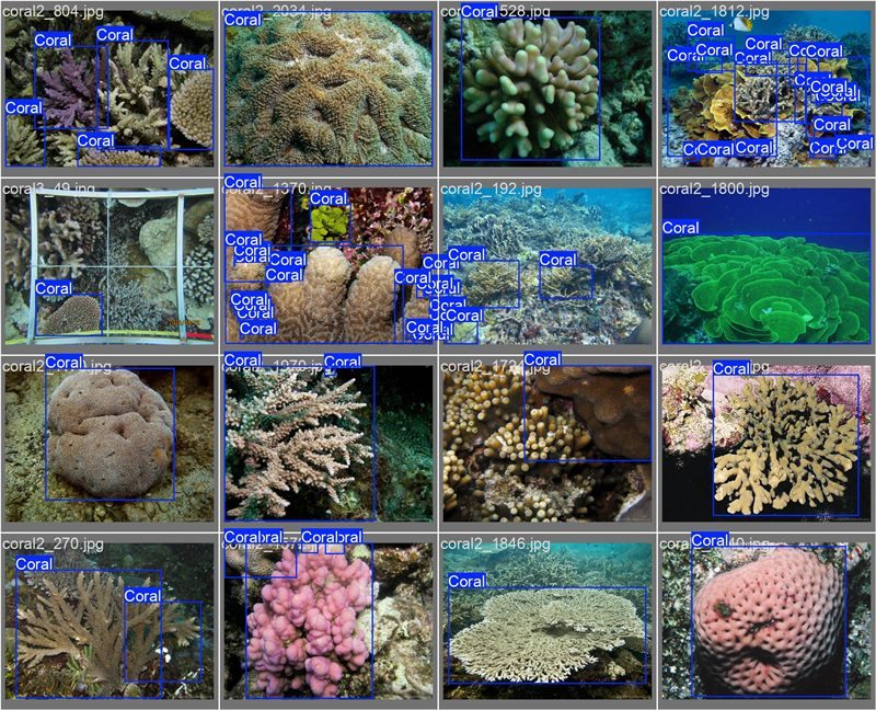 南海珊瑚識別。阿里云供圖