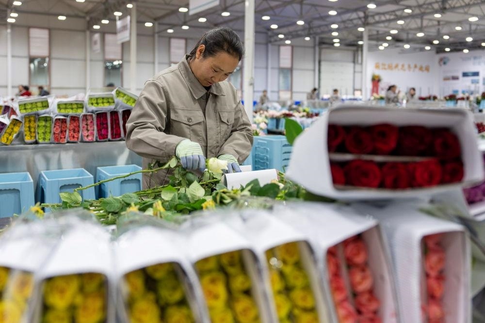 △近日，工作人員在云南麗江現(xiàn)代花卉產(chǎn)業(yè)園包裝鮮花。