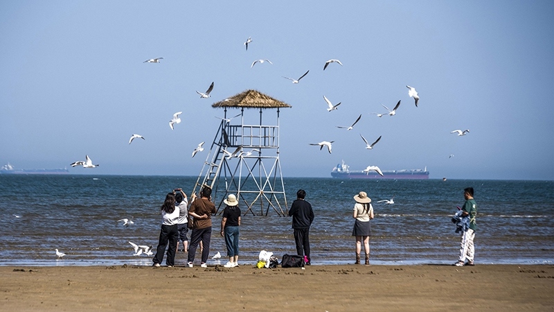 2024年5月12日，河北秦皇島，北戴河鴿子窩公園成群海鷗在天空中自由翱翔，與大海、藍(lán)天構(gòu)成了一幅美麗的畫卷。